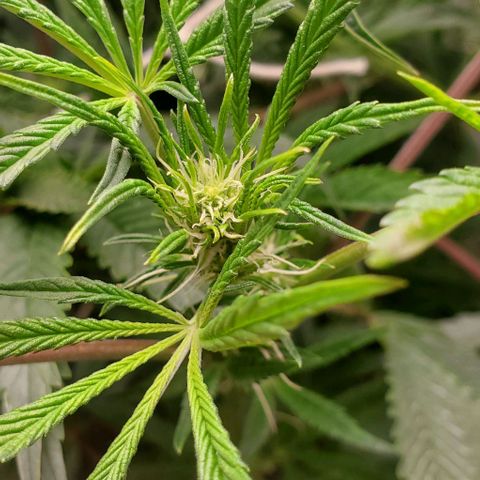 The diary of a bushy girl named Gush Mints growlog photo: My first puff balls. Well they aren't fully formed yet but man they are finally showing up. 
The strain is supposed to be a 70 day strain which means I should be harvesting by the end of August.
I can't express how excited I am... because I'm actually somewhat disappointed. I was a lot less prepared than I thought. 
