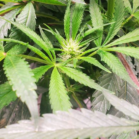 The diary of a bushy girl named Gush Mints growlog timeline photo