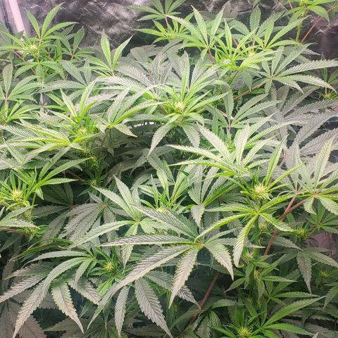 The diary of a bushy girl named Gush Mints growlog timeline photo