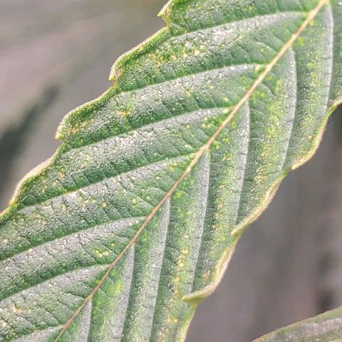 The diary of a bushy girl named Gush Mints growlog timeline photo