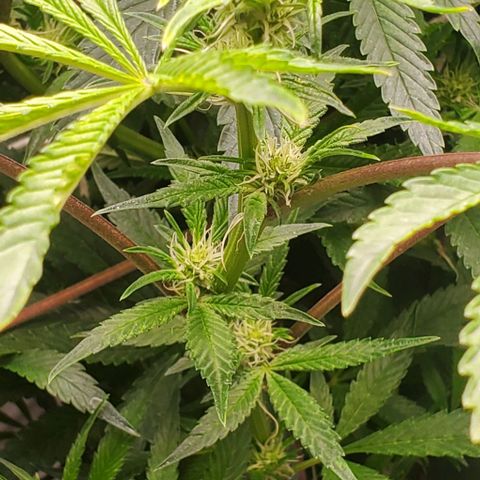 The diary of a bushy girl named Gush Mints growlog timeline photo