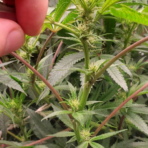 The diary of a bushy girl named Gush Mints growlog timeline photo