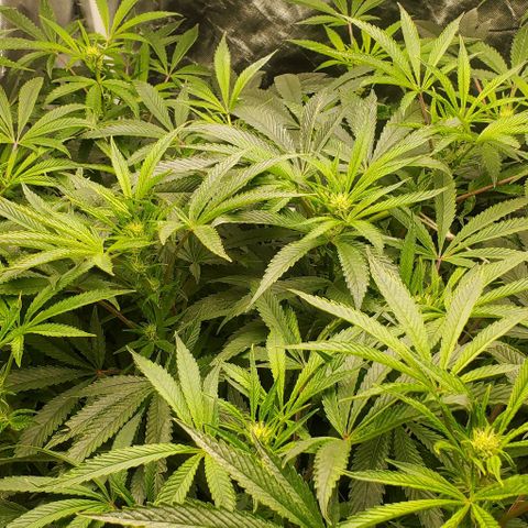 The diary of a bushy girl named Gush Mints growlog timeline photo