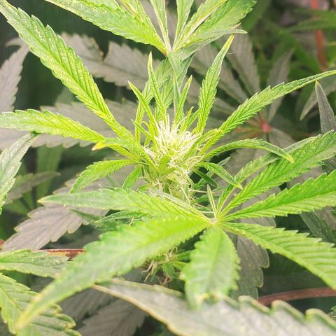 The diary of a bushy girl named Gush Mints growlog timeline photo