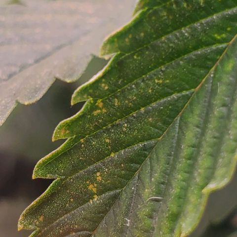 The diary of a bushy girl named Gush Mints growlog timeline photo