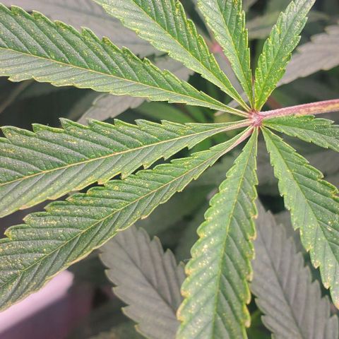 The diary of a bushy girl named Gush Mints growlog timeline photo