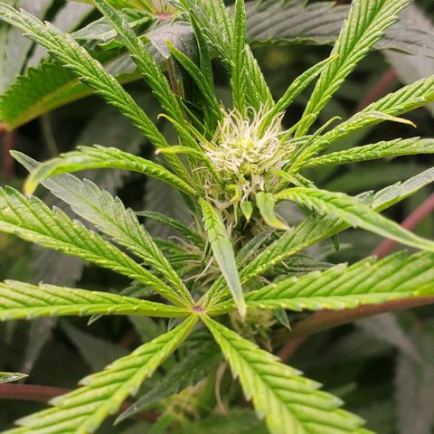 The diary of a bushy girl named Gush Mints growlog timeline photo
