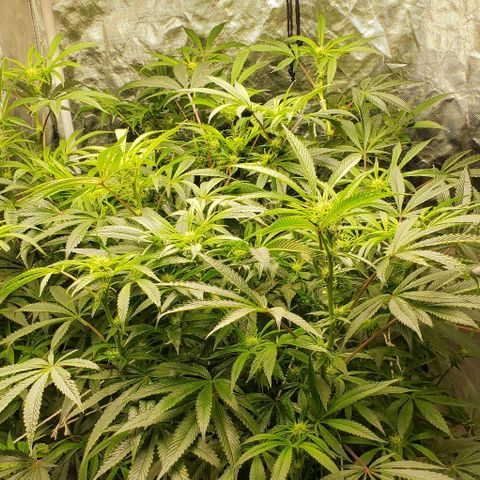 The diary of a bushy girl named Gush Mints growlog timeline photo