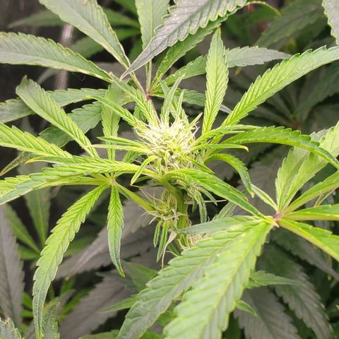 The diary of a bushy girl named Gush Mints growlog timeline photo