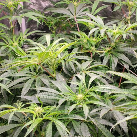 The diary of a bushy girl named Gush Mints growlog timeline photo