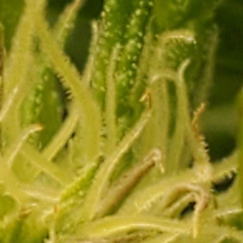 The diary of a bushy girl named Gush Mints growlog timeline photo