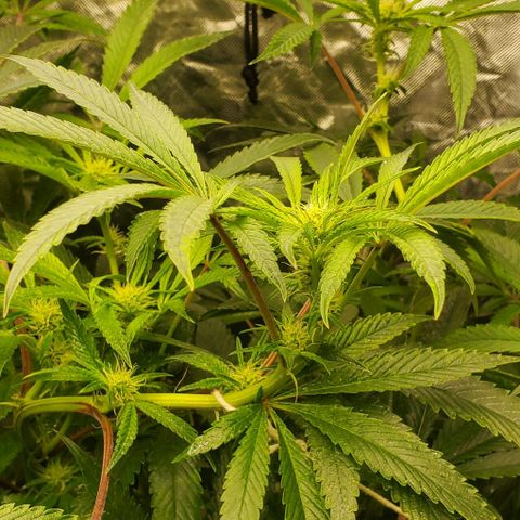 The diary of a bushy girl named Gush Mints growlog timeline photo