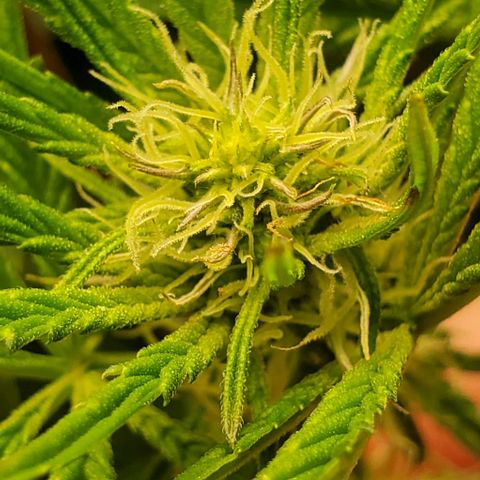 The diary of a bushy girl named Gush Mints growlog timeline photo