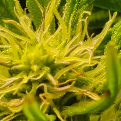 The diary of a bushy girl named Gush Mints growlog timeline photo