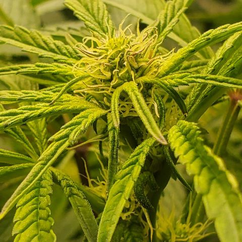 The diary of a bushy girl named Gush Mints growlog timeline photo