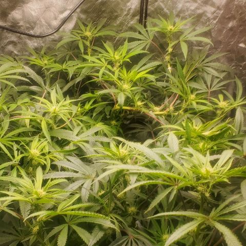 The diary of a bushy girl named Gush Mints growlog timeline photo