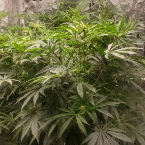 The diary of a bushy girl named Gush Mints growlog timeline photo