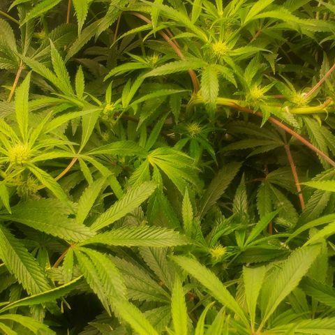 The diary of a bushy girl named Gush Mints growlog timeline photo