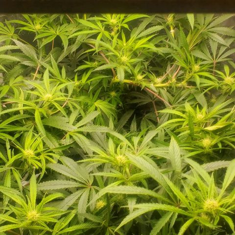 The diary of a bushy girl named Gush Mints growlog timeline photo