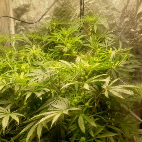 The diary of a bushy girl named Gush Mints growlog timeline photo