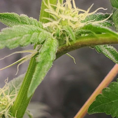 The diary of a bushy girl named Gush Mints growlog timeline photo