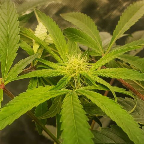 The diary of a bushy girl named Gush Mints growlog timeline photo