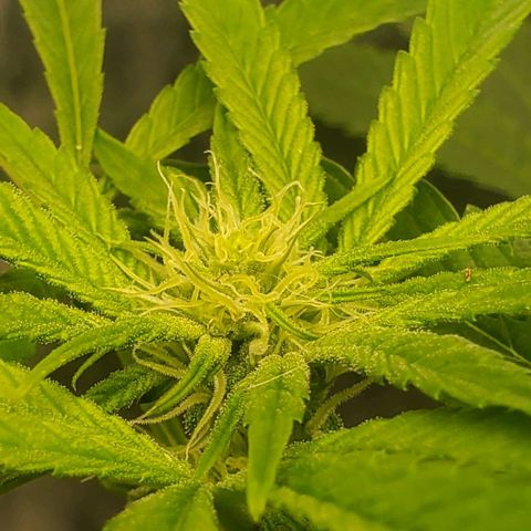 The diary of a bushy girl named Gush Mints growlog timeline photo