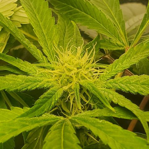 The diary of a bushy girl named Gush Mints growlog timeline photo