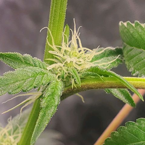The diary of a bushy girl named Gush Mints growlog timeline photo