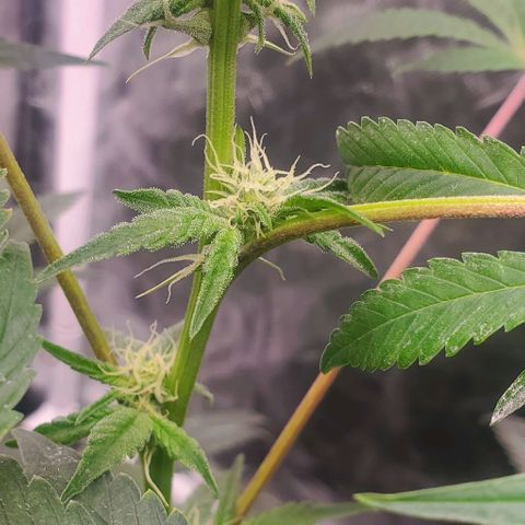 The diary of a bushy girl named Gush Mints growlog timeline photo
