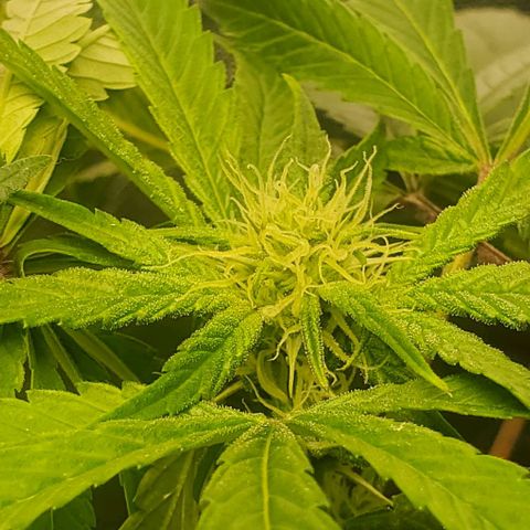 The diary of a bushy girl named Gush Mints growlog timeline photo