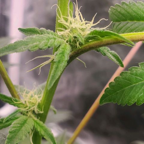 The diary of a bushy girl named Gush Mints growlog timeline photo