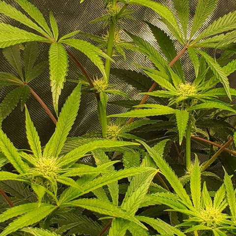 The diary of a bushy girl named Gush Mints growlog timeline photo
