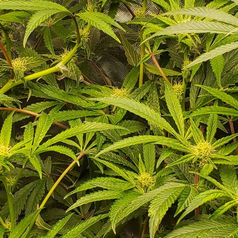 The diary of a bushy girl named Gush Mints growlog timeline photo
