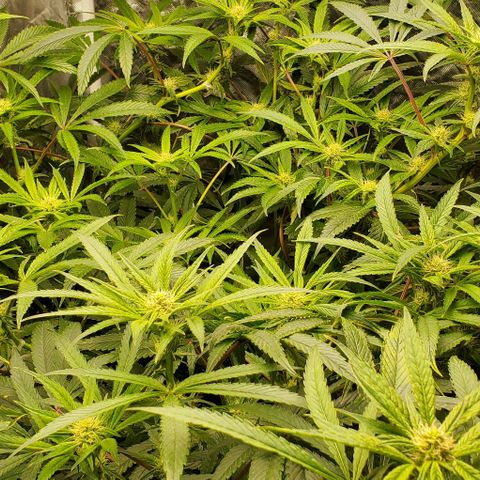 The diary of a bushy girl named Gush Mints growlog timeline photo