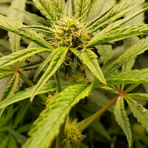The diary of a bushy girl named Gush Mints growlog timeline photo