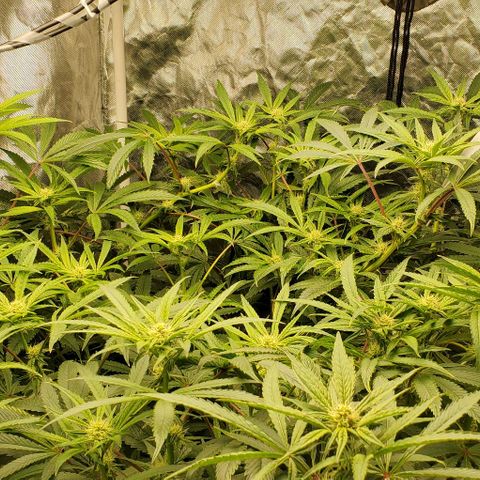The diary of a bushy girl named Gush Mints growlog timeline photo