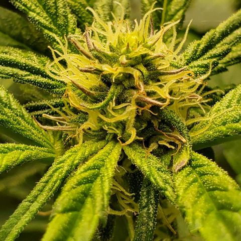The diary of a bushy girl named Gush Mints growlog timeline photo