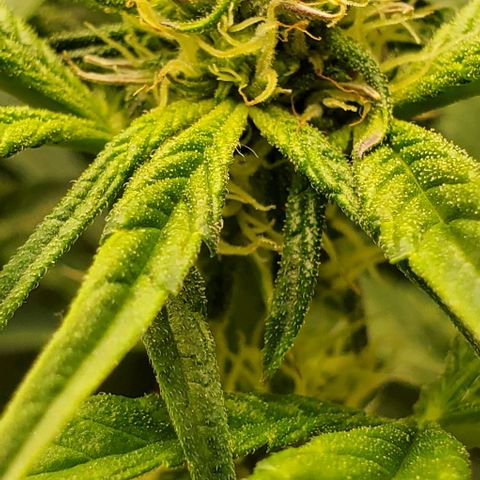 The diary of a bushy girl named Gush Mints growlog timeline photo