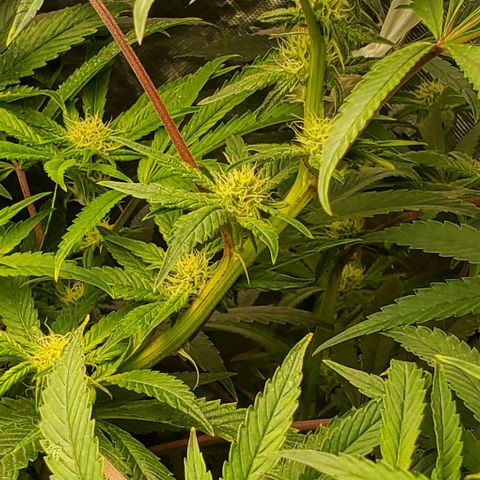 The diary of a bushy girl named Gush Mints growlog timeline photo