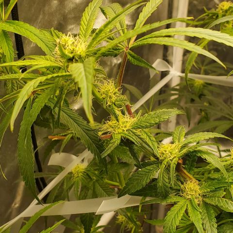 The diary of a bushy girl named Gush Mints growlog timeline photo