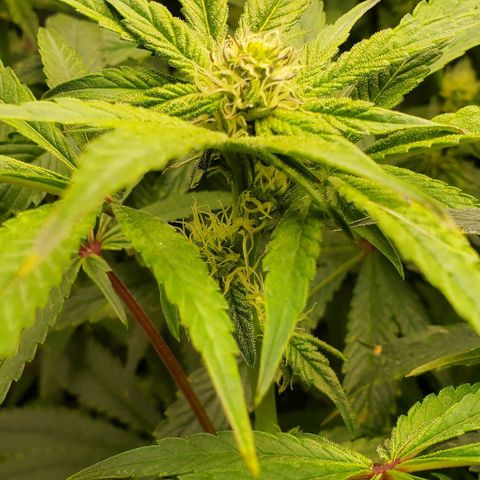 The diary of a bushy girl named Gush Mints growlog timeline photo