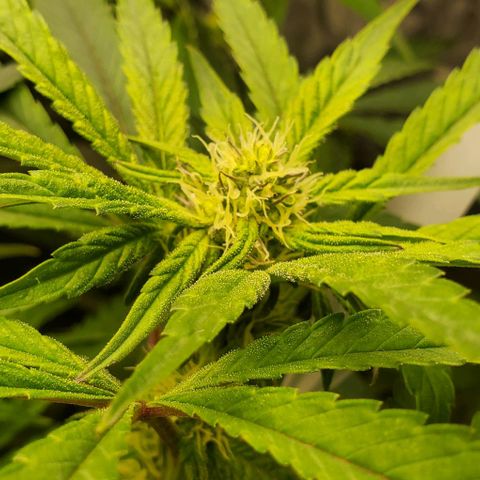 The diary of a bushy girl named Gush Mints growlog timeline photo