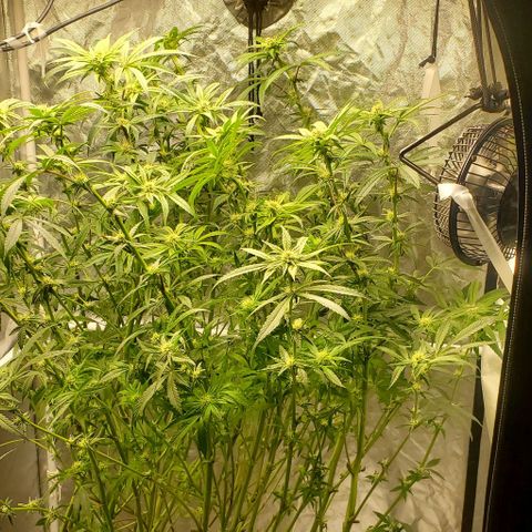 The diary of a bushy girl named Gush Mints growlog timeline photo