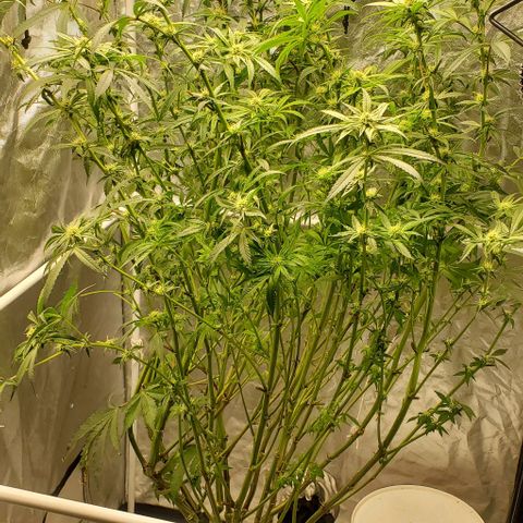 The diary of a bushy girl named Gush Mints growlog timeline photo