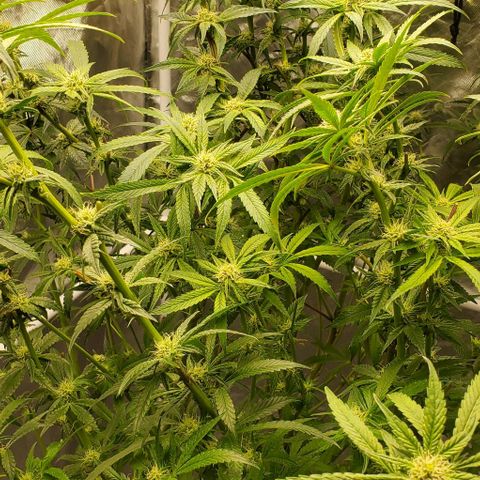 The diary of a bushy girl named Gush Mints growlog timeline photo