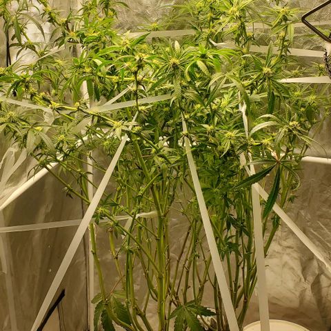 The diary of a bushy girl named Gush Mints growlog timeline photo