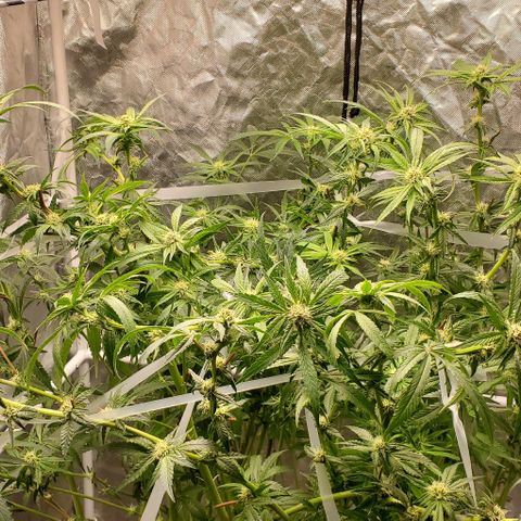 The diary of a bushy girl named Gush Mints growlog timeline photo