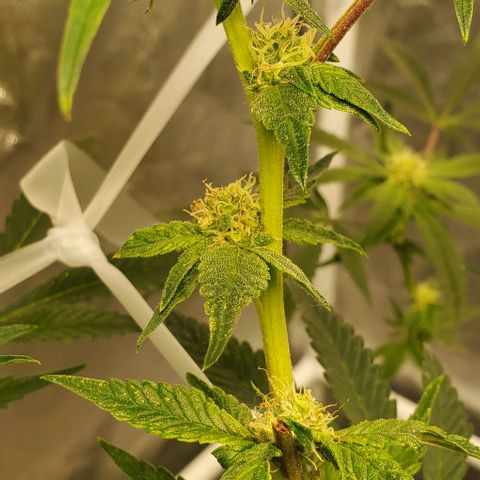 The diary of a bushy girl named Gush Mints growlog timeline photo