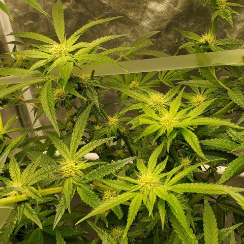 The diary of a bushy girl named Gush Mints growlog timeline photo